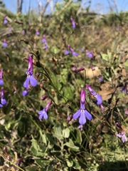 Lobelia tomentosa