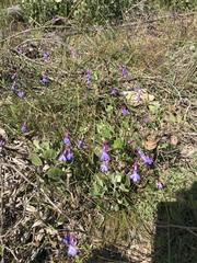 Lobelia tomentosa