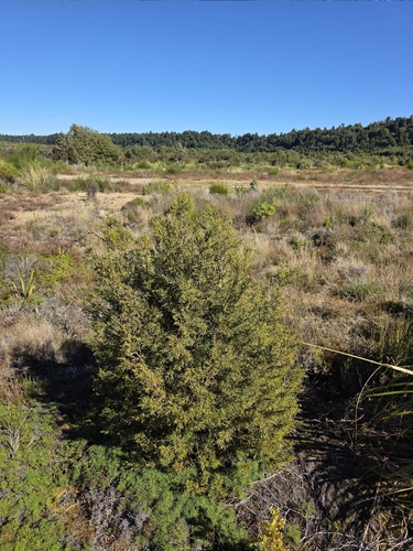 bog pine (Halocarpus bidwillii)