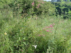 Pseudarthria hookeri hookeri