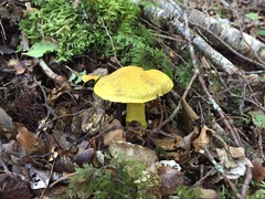 Cortinarius canarius