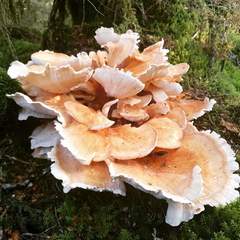 Bondarzewia kirkii