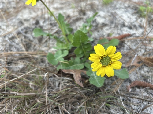 Florida Greeneyes (Berlandiera subacaulis)