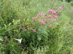 Pseudarthria hookeri hookeri