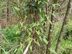 Calystegia marginata