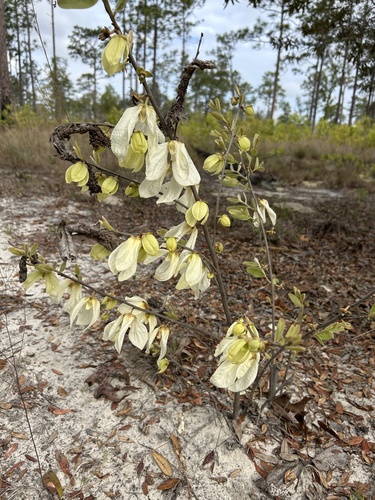 netted pawpaw (Asimina reticulata)