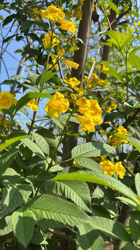 yellow trumpet flower