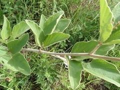 Pseudarthria hookeri hookeri