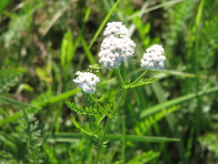 Achillea inundata