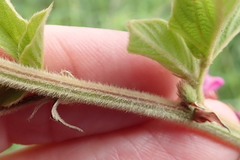 Pseudarthria hookeri hookeri