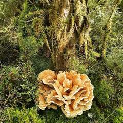 Bondarzewia kirkii