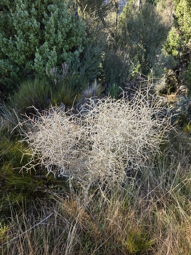 Melicytus flexuosus, photograph 2