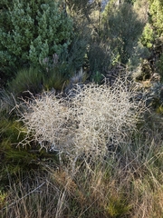 Melicytus flexuosus, photograph author not stated, no rights reserved