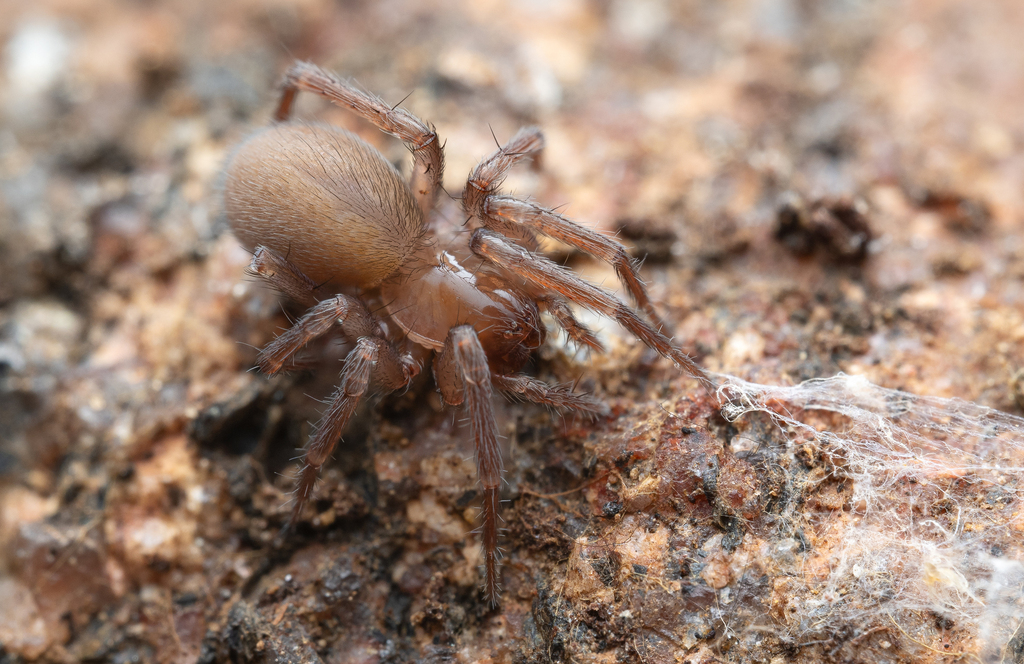 Yorima sequoiae
