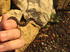 Hemorrhois nummifer