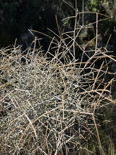 Melicytus flexuosus, photograph 3