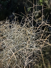 Melicytus flexuosus, photograph author not stated, no rights reserved