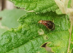 Depressa striatipennis
