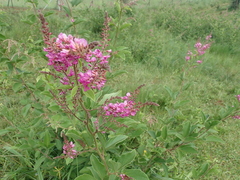 Pseudarthria hookeri hookeri