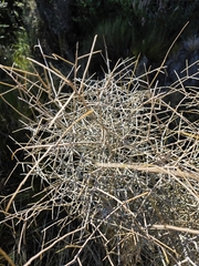 Melicytus flexuosus, photograph author not stated, no rights reserved