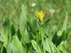 Centaurea chartolepis