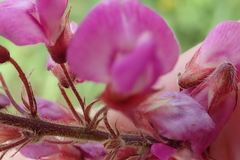 Pseudarthria hookeri hookeri