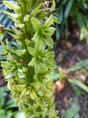Eucomis