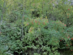 Sorbus discolor