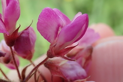 Pseudarthria hookeri hookeri