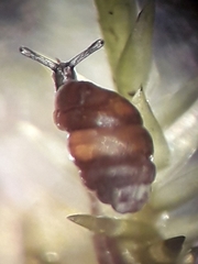 Vertigo angustior