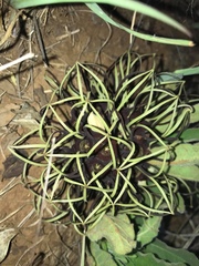 Brachystelma barberae