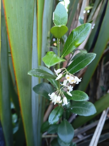 Kaihua (Parsonsia heterophylla)