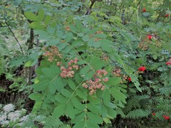 Sorbus discolor