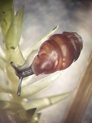 Vertigo angustior