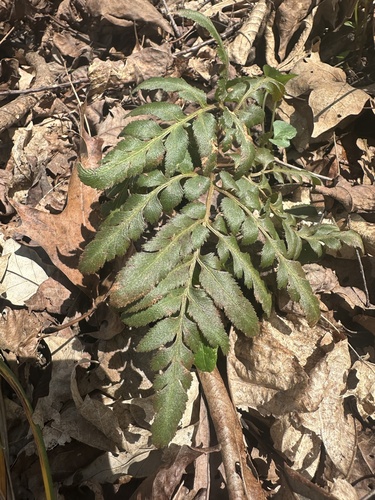 Cutleaf Grapefern (Sceptridium dissectum)