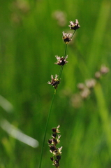 Juncus nevadensis