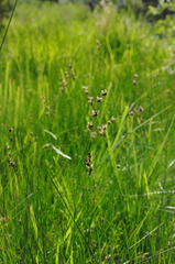 Juncus nevadensis