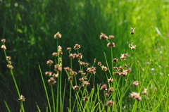 Juncus nevadensis