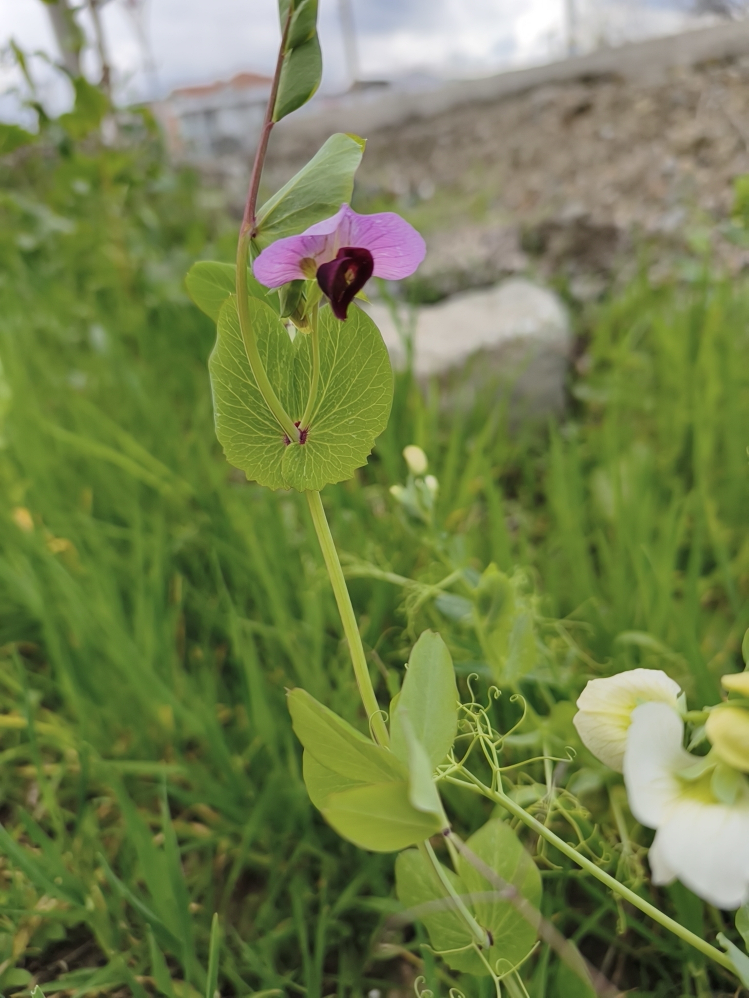Common Pea (Pisum sativum)