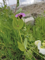 Le Pois (Pisum sativum)
