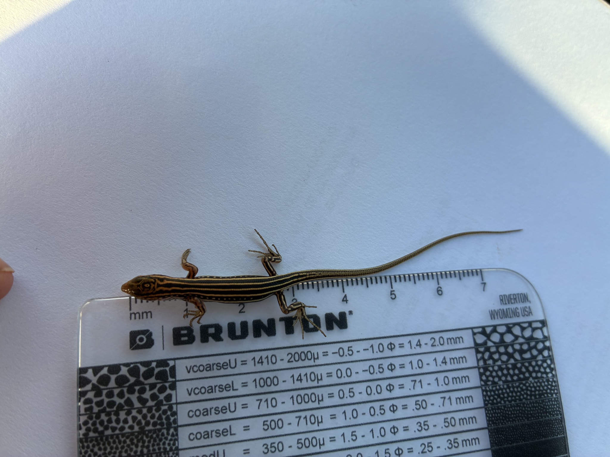 Pilbara Ctenotus photo 2