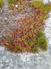 Carpobrotus edulis edulis
