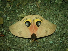 Automeris arianae