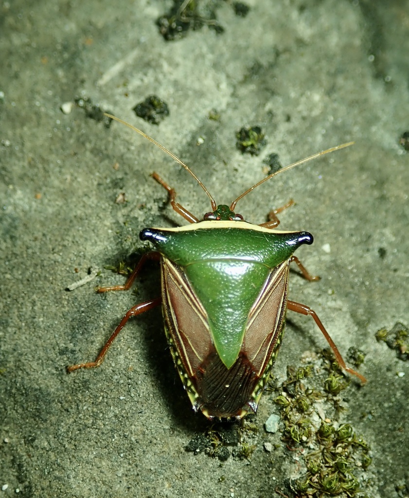 Edessa pictiventris