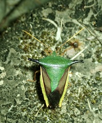 Edessa pictiventris
