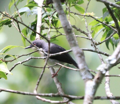 iNaturalist image