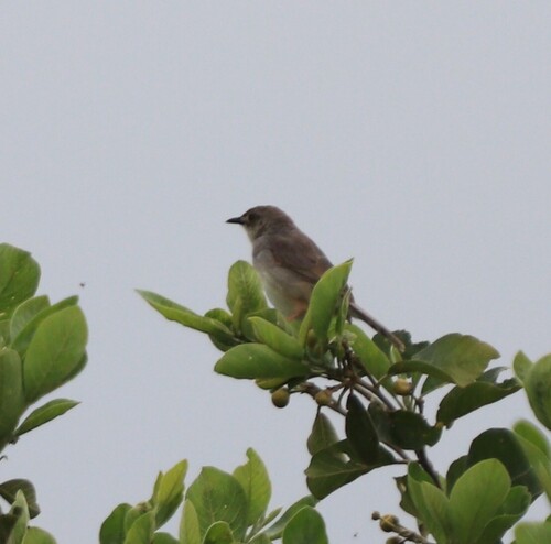 iNaturalist image