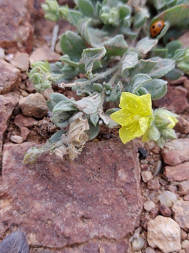 Helianthemum canariense, photograph 2