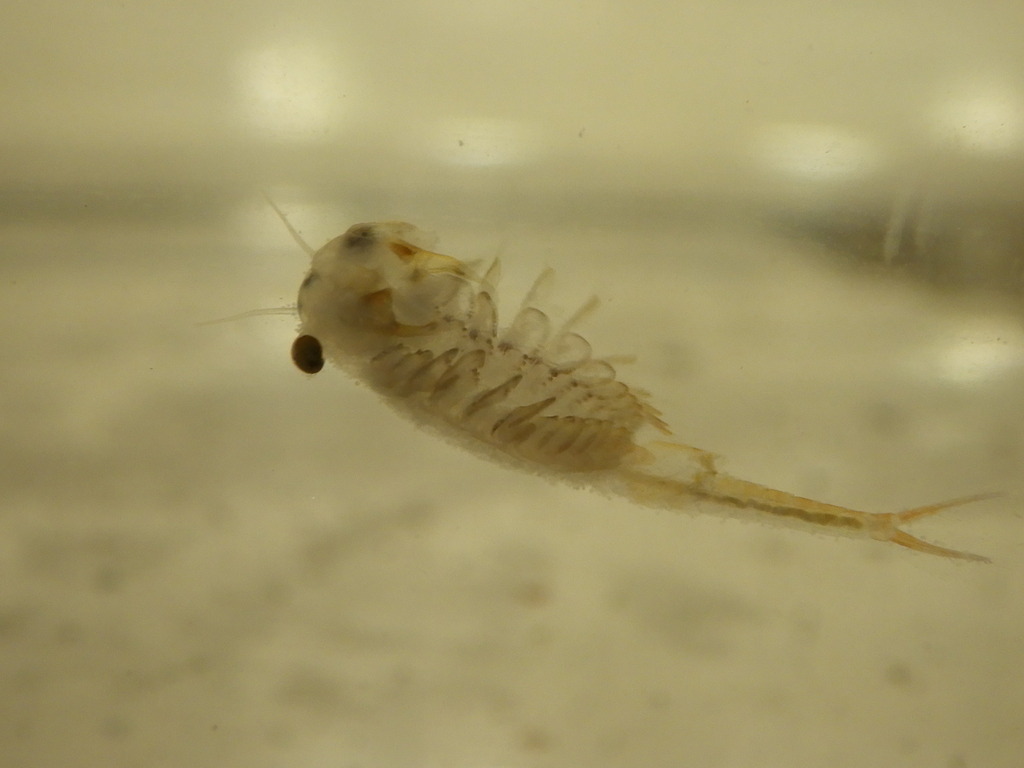 ornate fairy shrimp