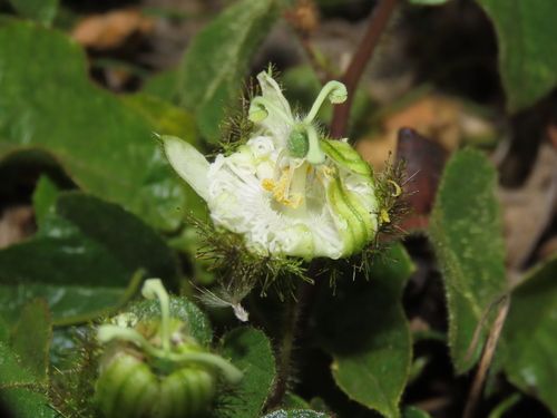 Fetid Passionflower (Passiflora foetida)